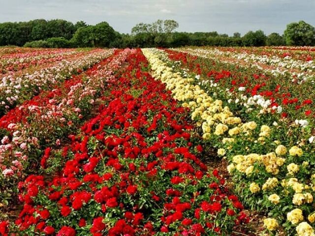 ISPARTA GÜL HASADI ŞENLİĞİ